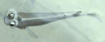 �I�T�J�i�S�b
�ʐ^�͓��e�҂̈Ӑ}�ƈقȂ邩������܂��񂪁A���e�͂��E�E�E