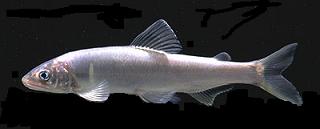 �I�T�J�i�S�b
�ʐ^�͓��e�҂̈Ӑ}�ƈقȂ邩������܂��񂪁A���e�͂��E�E�E