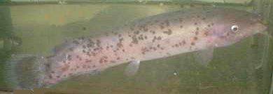 オサカナ百話
写真は投稿者の意図と異なるかもしれませんが、ご容赦を・・・