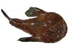 �I�T�J�i�S�b
�ʐ^�͓��e�҂̈Ӑ}�ƈقȂ邩������܂��񂪁A���e�͂��E�E�E