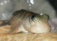 �I�T�J�i�S�b
�ʐ^�͓��e�҂̈Ӑ}�ƈقȂ邩������܂��񂪁A���e�͂��E�E�E