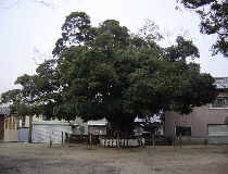 川俣神社境内の巨木　スダジィー